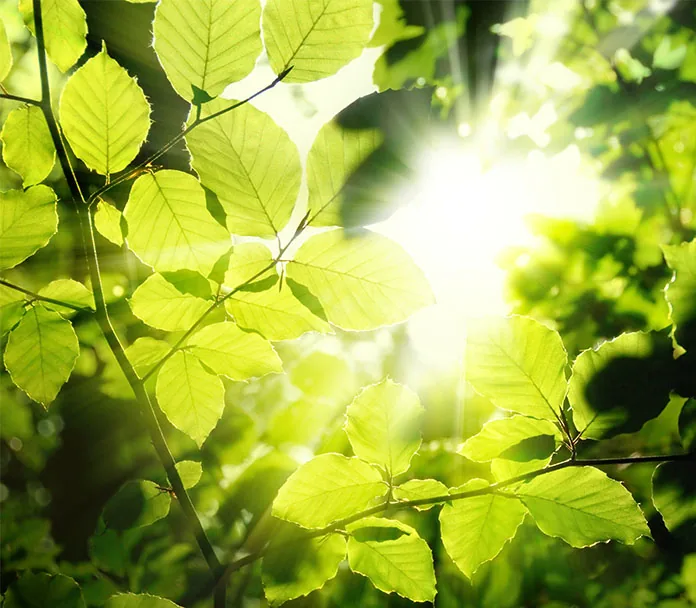 Sunlight through leaves seen from below, the side of the leaf where whiteflies live