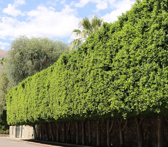 A clipped hedge and mature palms in a Coachella Valley landscape