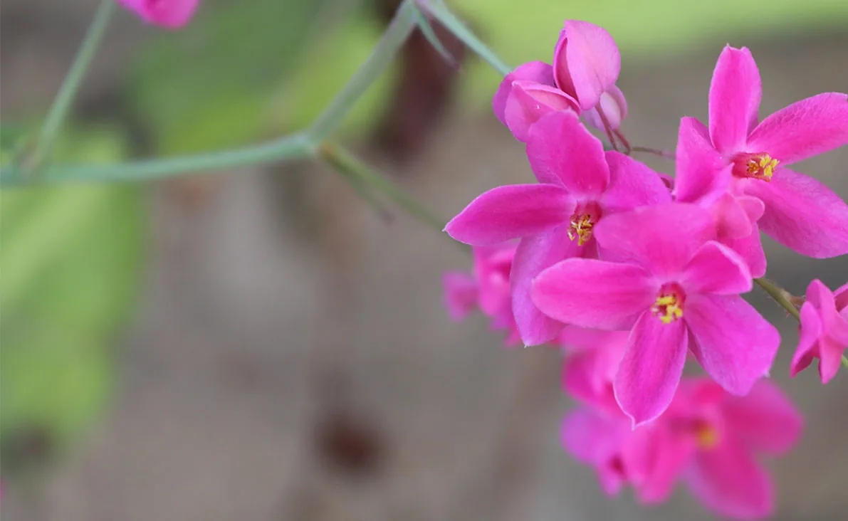 Pink flowering shrub in a Coachella Valley garden