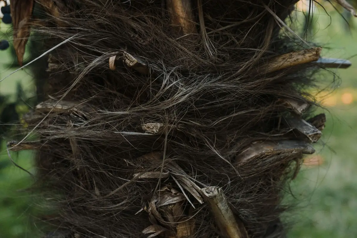 Close-up of a palm trunk showing cut frond bases and coarse fibre