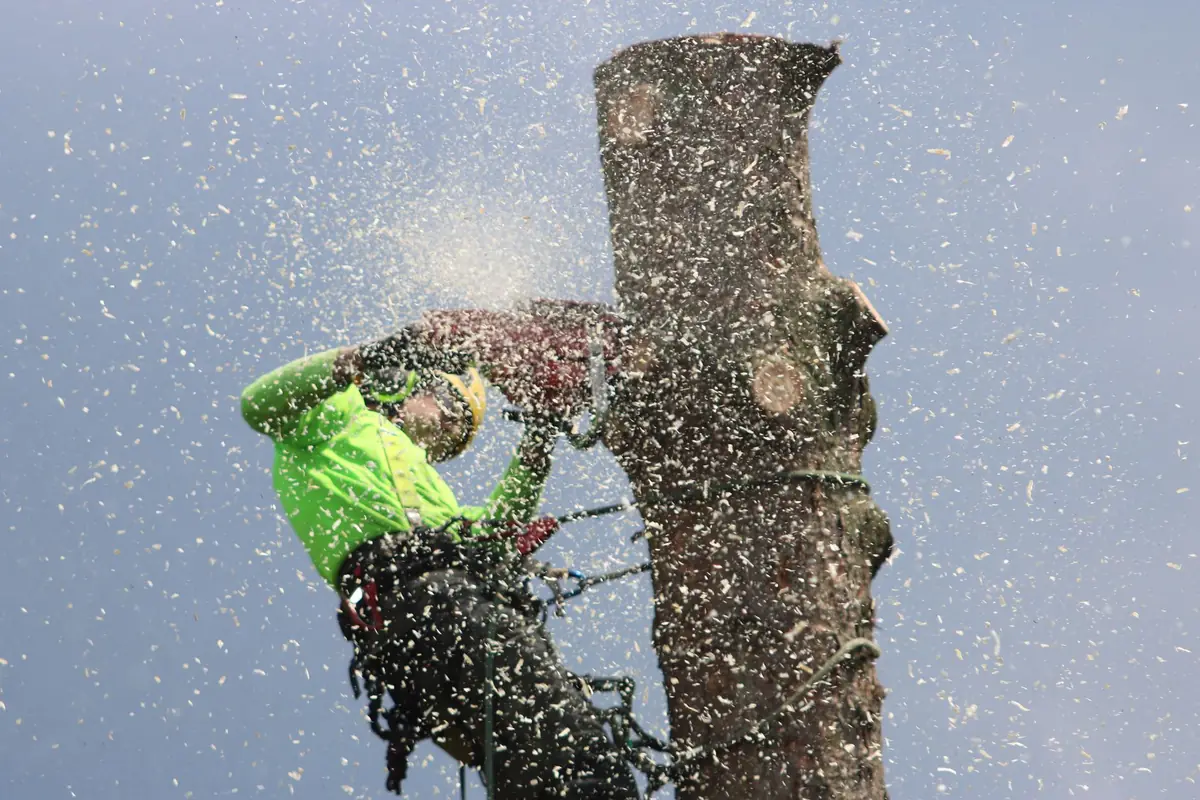 A climber in safety gear cutting a tree trunk with a chainsaw, sawdust in the air