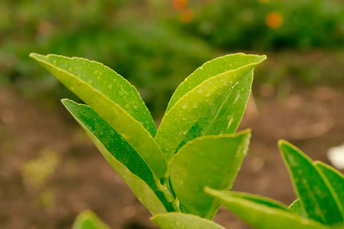 New citrus leaves with water droplets, the young flush that leafminer attacks