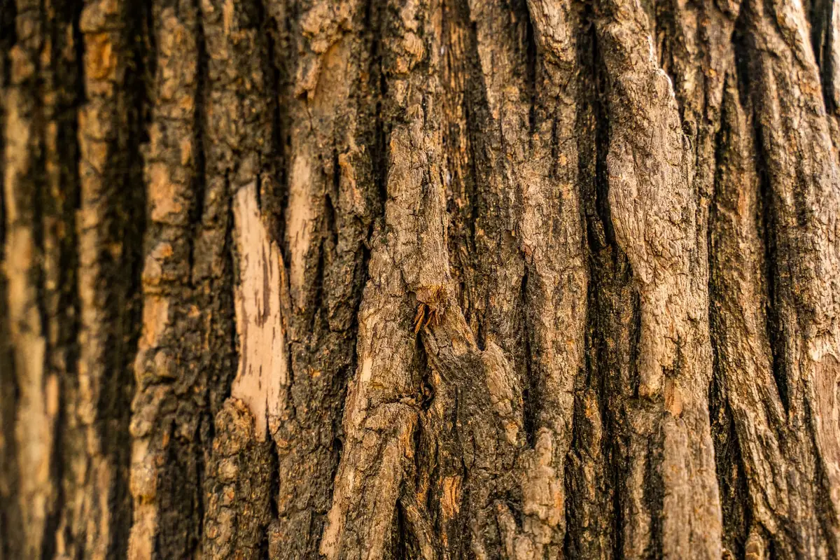 Deeply furrowed tree bark with cracks and patches where the outer layer has lifted away