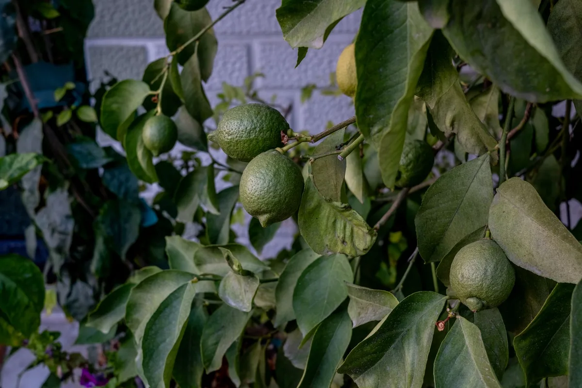 Unripe green fruit and glossy leaves on a backyard citrus branch