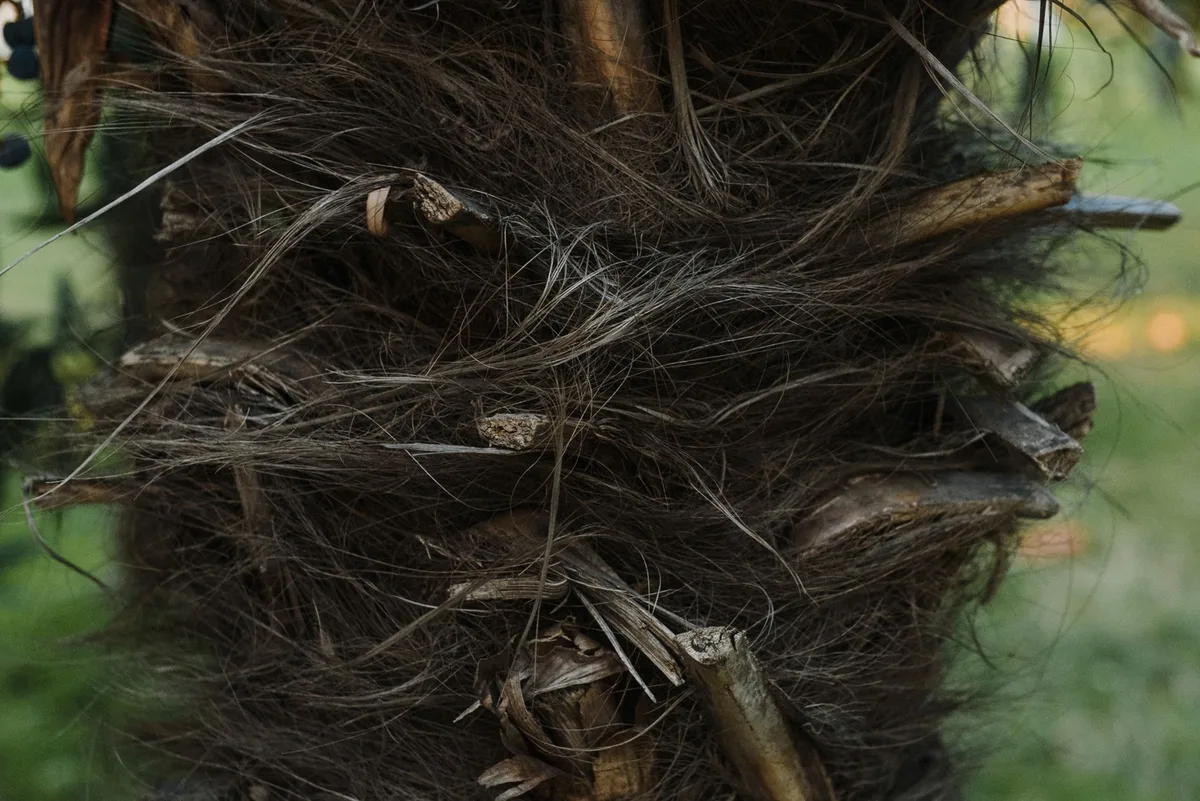 Close-up of a fibrous palm trunk showing the rough crisscross pattern left by old frond bases