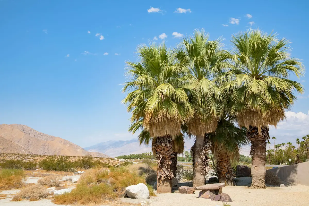 California fan palms with untrimmed frond skirts in the Palm Springs desert, mountains behind