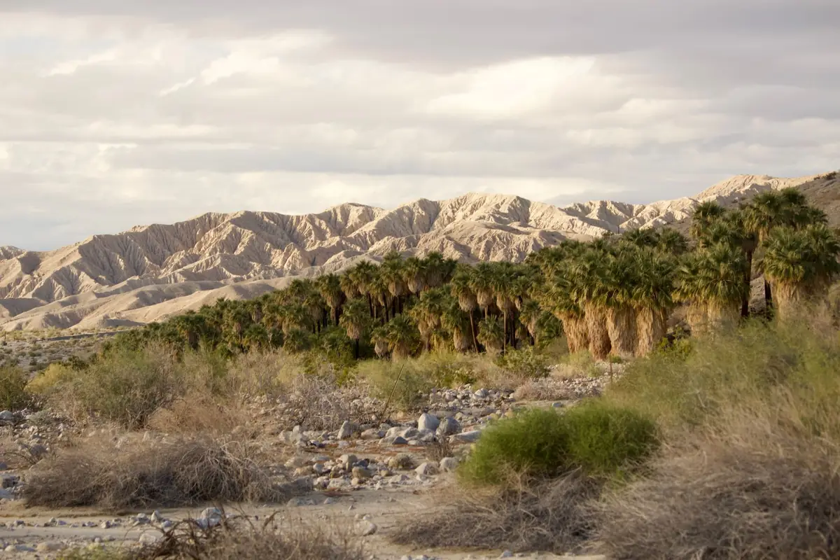 A native fan palm oasis at Thousand Palms in the Coachella Valley with desert hills behind