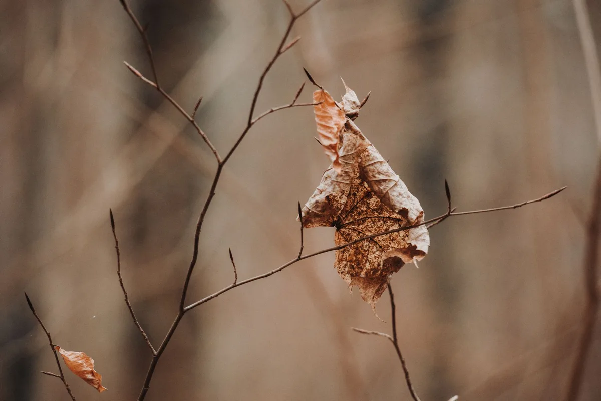 Dried brown leaves still clinging to bare branches instead of dropping