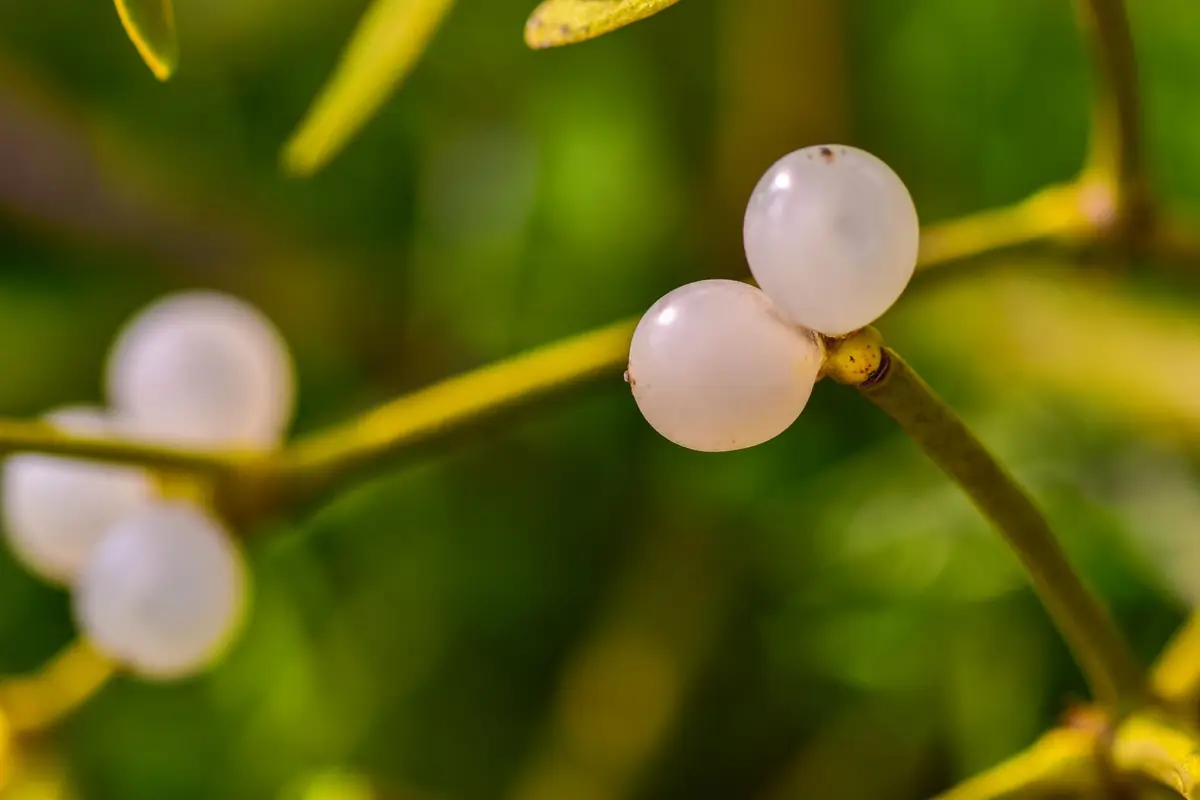 White mistletoe berries on a slender green branch