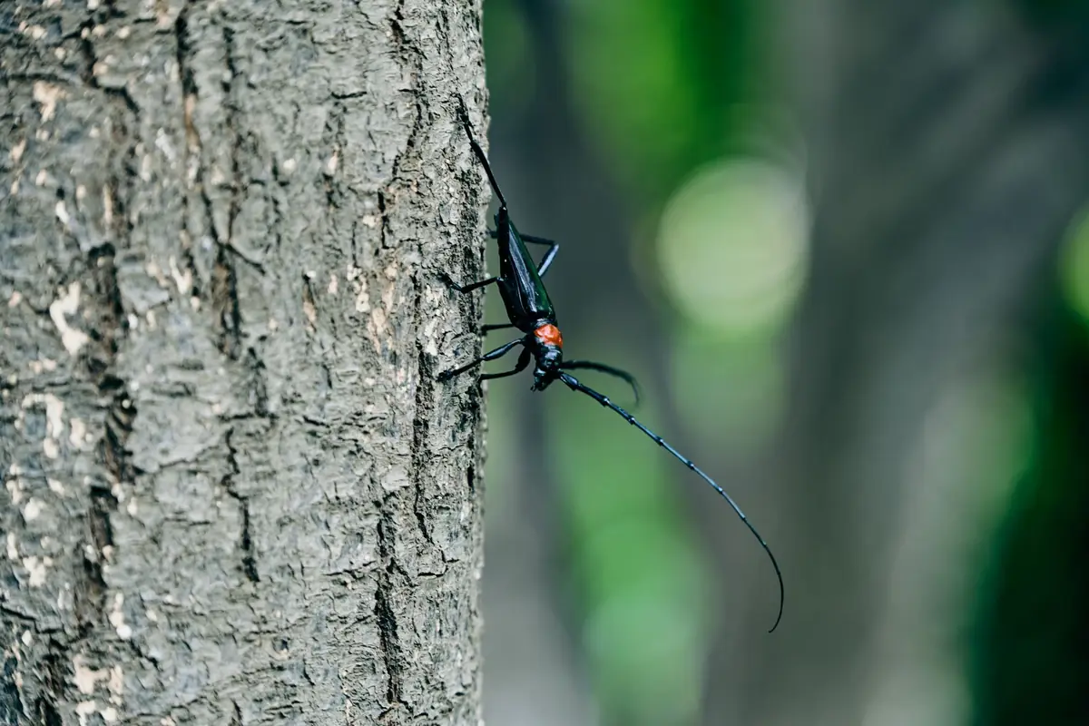 A longhorn beetle gripping tree bark with its long segmented antennae extended